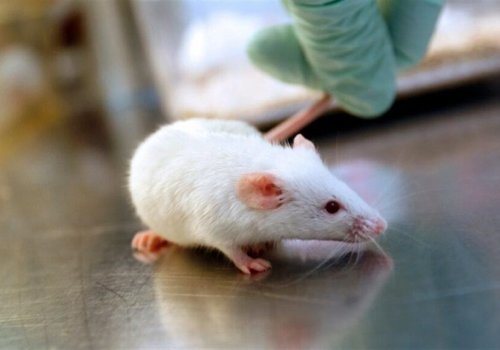 Мозговая жидкость молодых мышей омолодила мозг старых мышей